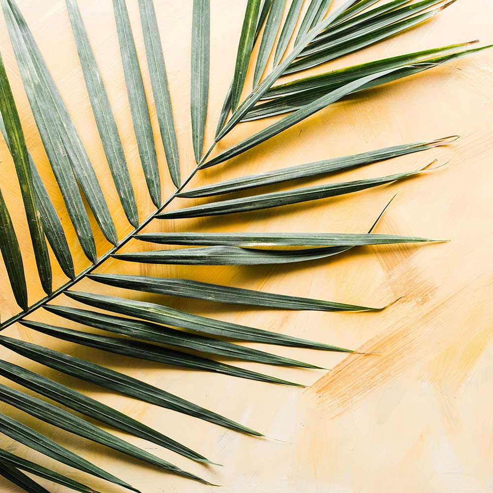 Palm Sunday palm